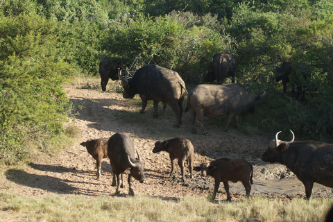 Addo Elephant National Park: Half-Day Safari with Guide