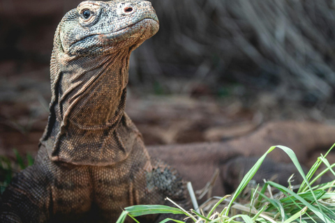 Komodo Island: Cruise Ship Tender to Pink Beach Snorkeling
