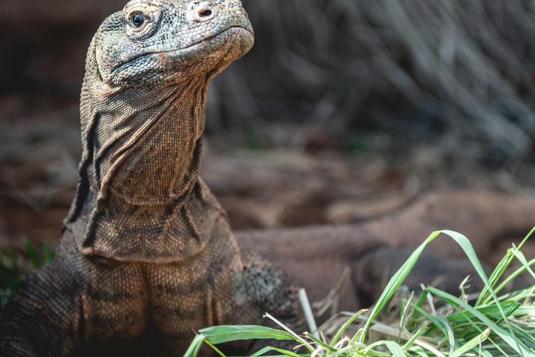 Komodo Island: Cruise Ship Tender to Pink Beach Snorkeling