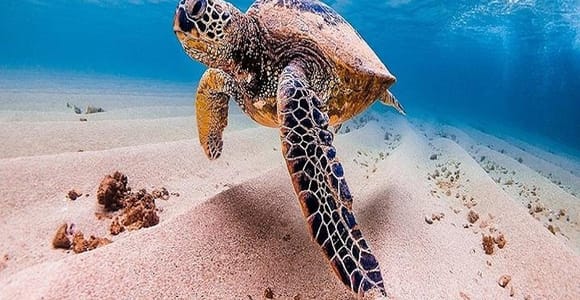 Von Waikiki aus: Oahu Grand Circle Island Experience
