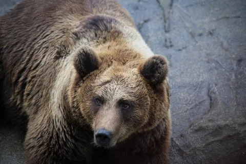 Rovaniemi: Tour del parco faunistico dello zoo di Ranua con servizio di prelievo in hotel