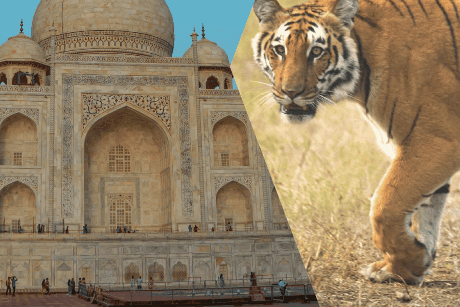 Delhi, Agra, Jaipur: Mehrtägige Tour im Goldenen Dreieck mit Safari. Foto: GetYourGuide Delhi, Agra, Jaipur: Mehrtägige Tour im Goldenen Dreieck mit Safari. Foto: GetYourGuide