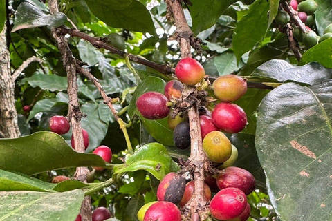 Nairobi: Half day Coffee Farm tour with a local guide