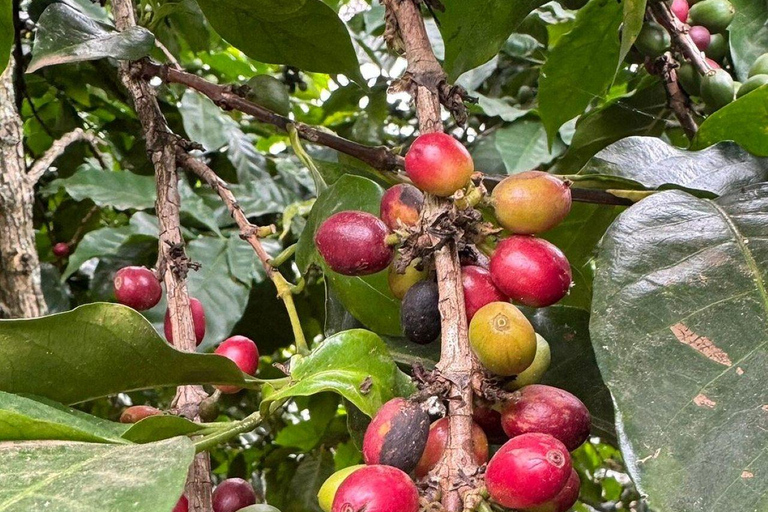 Nairobi: Half day Coffee Farm tour with a local guide