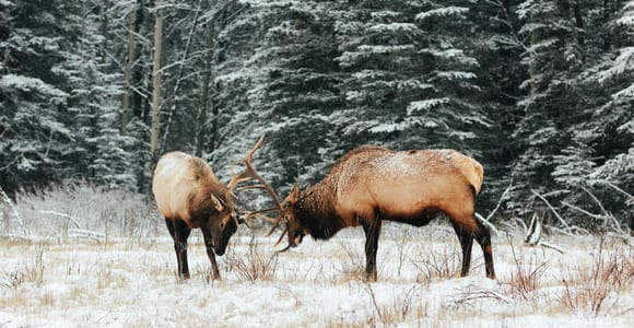 Banff: Winter Morning Wildlife Viewing Tour