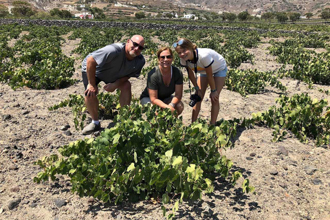 Santorin : visite œnologique d'1/2 journéeExcursion privée l'après-midi