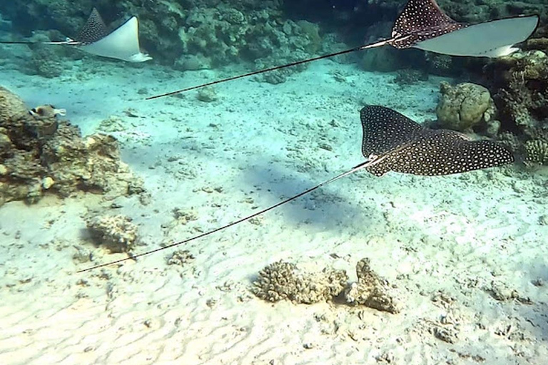 Hurghada: Beginner Diving Trip with Lunch, Transfer & Gear Boat Cruise with 2 Snorkeling Sites with Lunch & Transfer