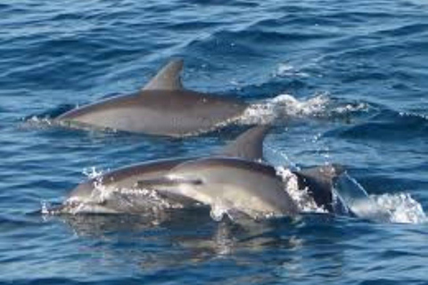 Mirissa: Whale watching day trip from Colombo and Ahungalla Pick up from Kosgoda, Ahungalla, Bentota, Beruwala, Kalutara