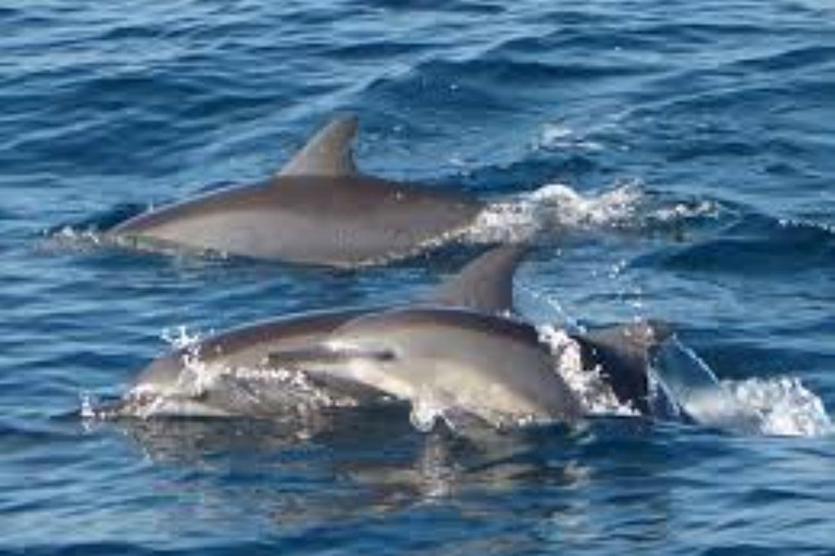 Mirissa: Whale watching day trip from Colombo and Ahungalla Pick up from Kosgoda, Ahungalla, Bentota, Beruwala, Kalutara