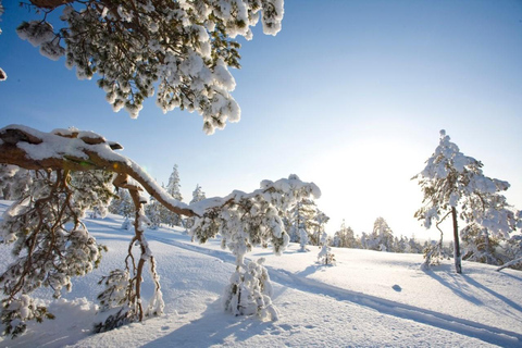 Rovaniemi: Cross-Country Skiing Adventure with Guide