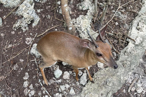 Zanzibar: Nungwi kilosa Conservation zoo half day tour Private tour for the gusts from Nungwi only