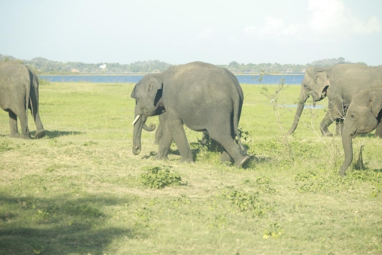 Kolombo: Skała Sigiriya / Dambulla i safari w parku Minneriya
