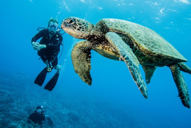 Visit Maui Beginner Discovery Scuba Dive Excursion from Lahaina in Maui, Hawaii, USA