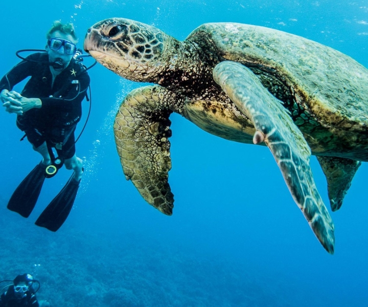 Maui: Beginner Discovery Scuba Dive Excursion from Lahaina