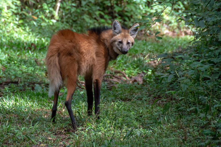 São Paulo & Atlantic Forest: Serra do Mar State Park Tour
