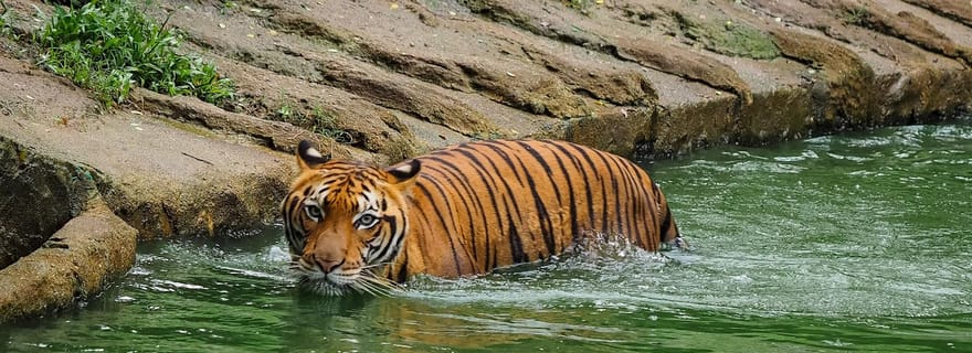 Depuis Penang : visite privée d'une journée à Taiping