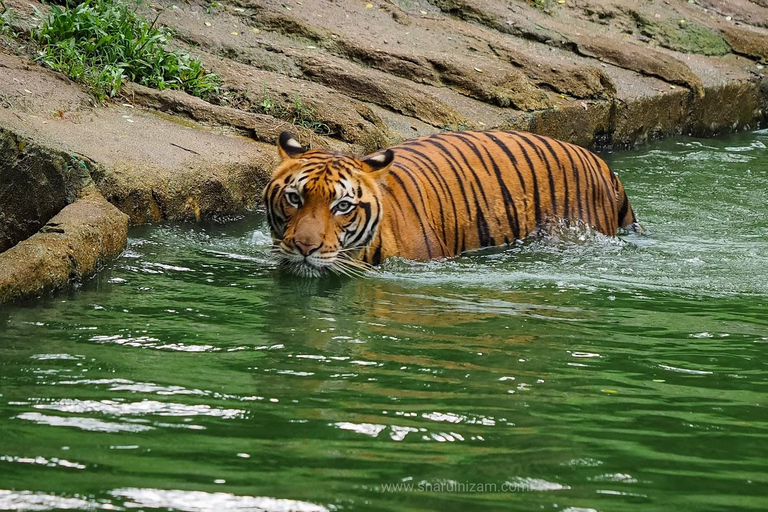 Desde Penang: Inspiradora excursión privada de un día a Ipoh