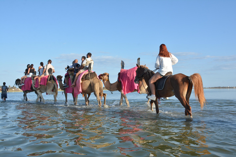 Vivez l&#039;aventure pendant 2,5 heures avec des chevaux et des chameaux.