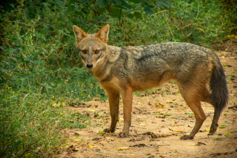 Yala: Expert Naturalist Safari, All-Inclusive & Dining Colombo, Katunayake, Negambo Area