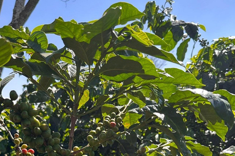 Nairobi: Fairview Coffee Estate Tour & Tasting