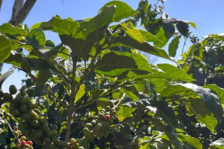 Nairobi: Fairview Coffee Estate Tour & Tasting