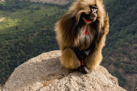 From Addis Ababa: Debre Libanos Monastery & Gelada Trek