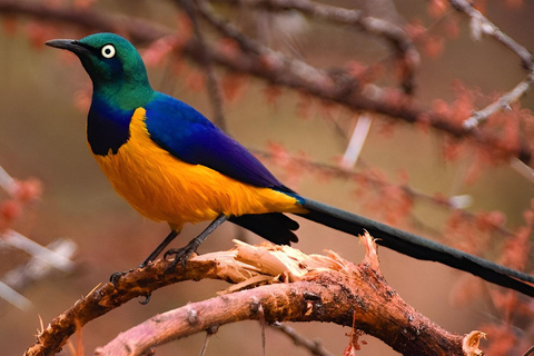 Lago Manyara: Escursione di un giorno con birdwatching