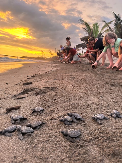 Puerto Vallarta: Turtle release & visit turtle camp | GetYourGuide