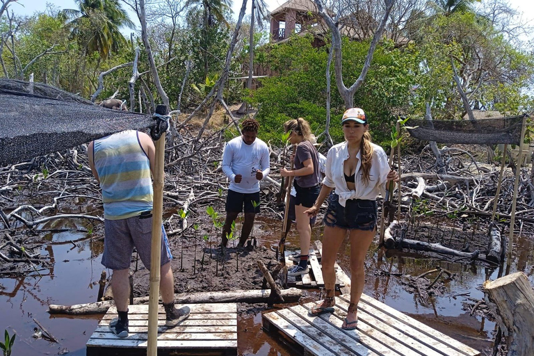 Cartagena: Natur- und Ökosystemwiederherstellung auf den Rosario-Inseln...