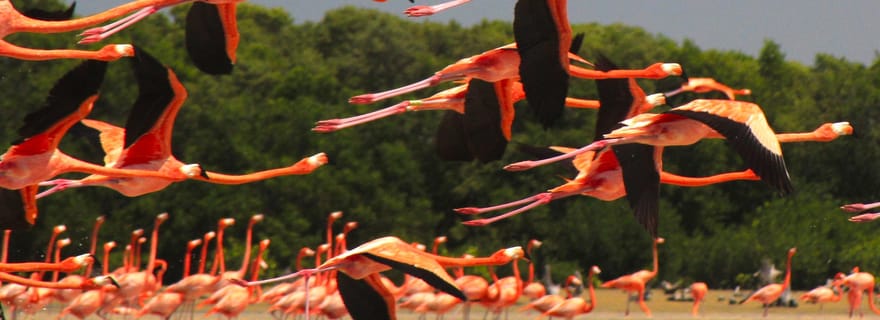 Sisal Yucatán : Flamingo Safari Tour Manglares