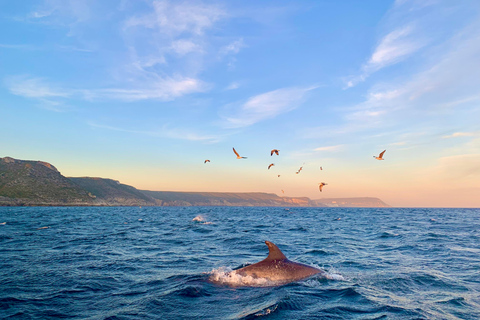 Sesimbra: Tour in barca per l&#039;osservazione dei delfini di Arrábida con biologoSesimbra: Tour in barca con biologo per l&#039;osservazione dei delfini di Arrábida