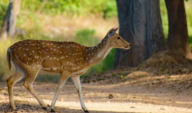 Jabalpur: 2-Day Kanha National Park Safari with Lodging