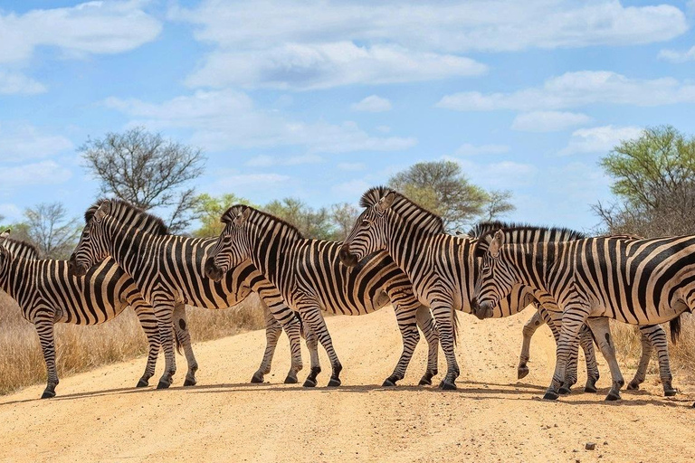 From Durban: Phinda Private Game Reserve Safari with Guide