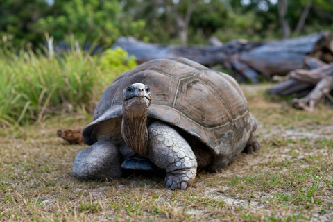 Galápagos: 5-Day Adventure on Isabela and Santa Cruz Islands