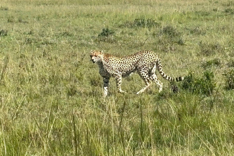 Nairobi: 3-Day epic trip to Maasai Mara Reserve with meals 3 days, 2 nights private safari to Mara in a tourist VAN