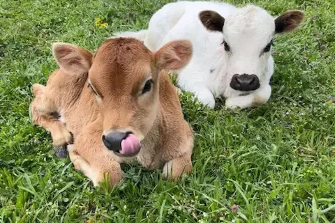 Interlaken: Farm Tour with Swiss Breakfast & Cheese Making