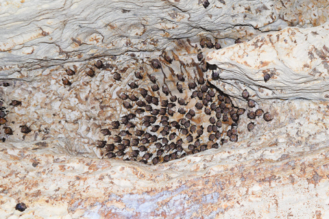 Yogyakarta: Pindul Cave & Puncak Segoro Indian ocean view Yogyakarta: Pindul Cave & Puncak Segoro Indian ocean view