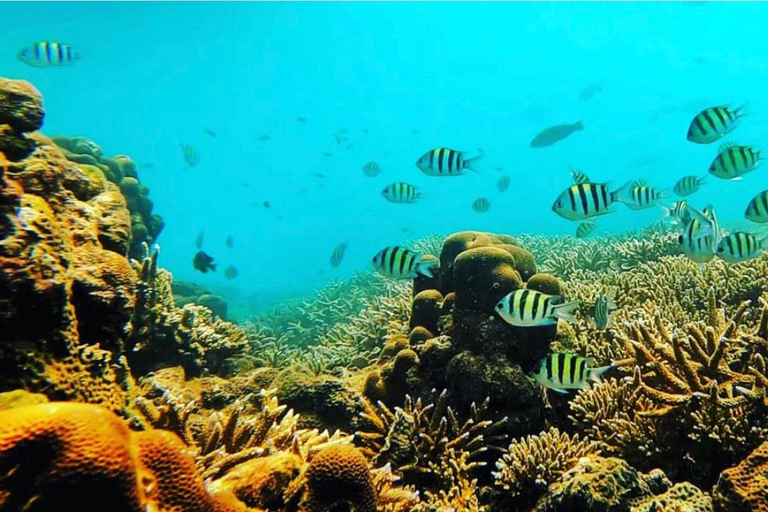 Bali : Aventure de plongée en apnée sur les plages d'Amed, de Jemeluk et de LipahExcursion de plongée en apnée avec point de rencontre dans la baie de Jemeluk