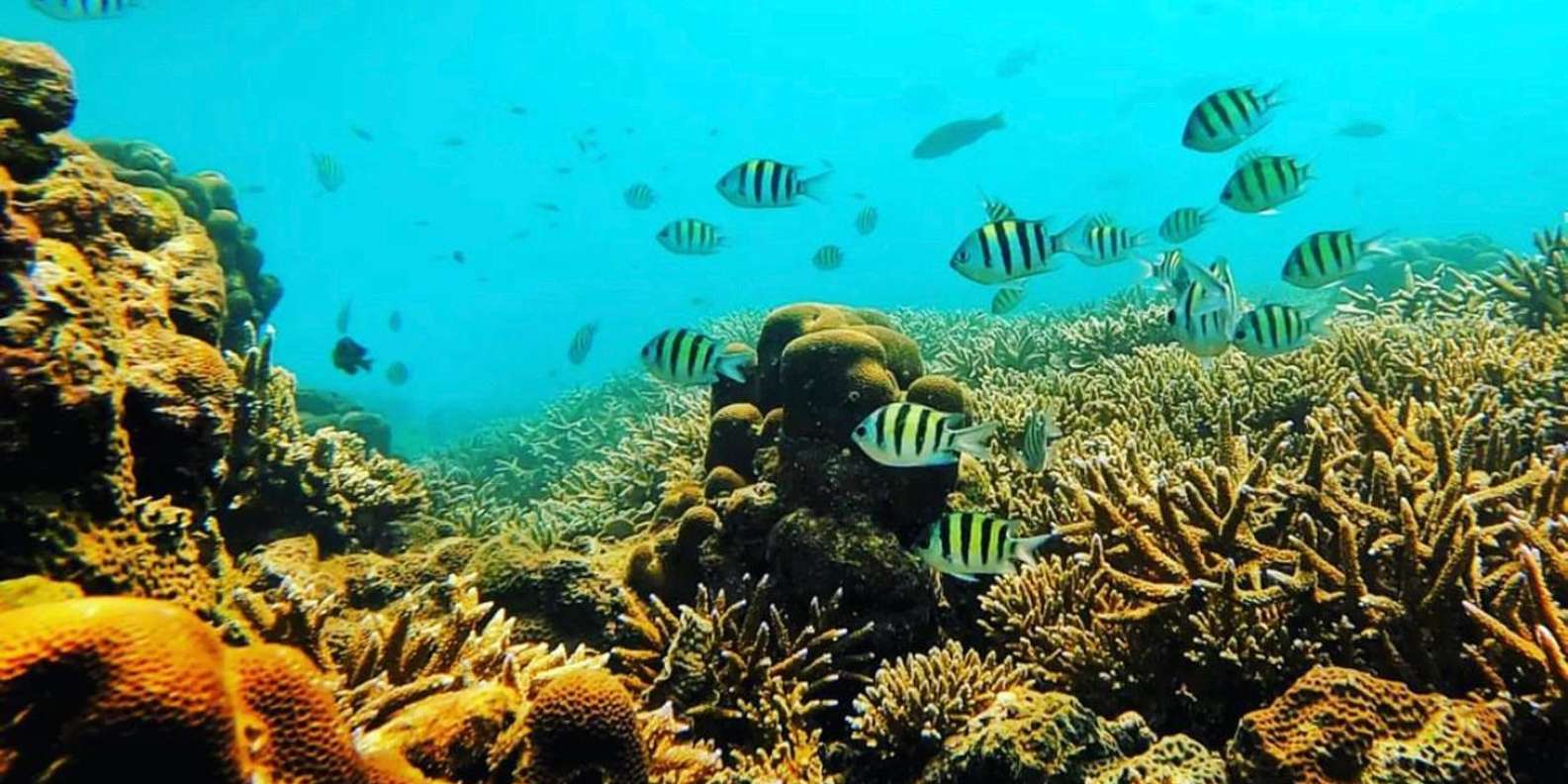 Bali snorkeling tour — underwater marine life and coral reefs — image 10