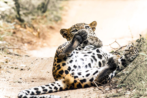 Budget Yala Safari: 1-Night Hostel Stay & Meals Included Full-Day Safari with 1-Night Hostel Stay & Meals