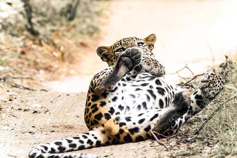 Budget Yala Safari: 1-Night Hostel Stay & Meals Included Full-Day Safari with 1-Night Hostel Stay & Meals