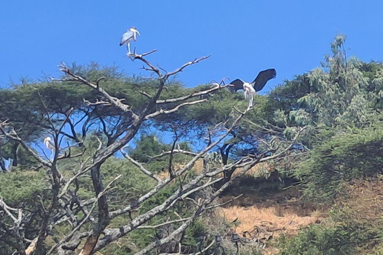 Addis Ababa: 6-Day Abijata Shalla NP & Bale Mountains Tour