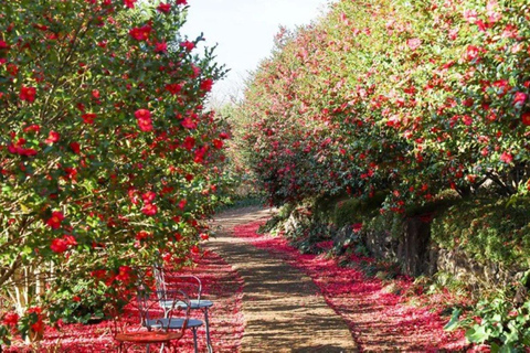 Jeju: South & West Coast Highlights Small Group Day Tour