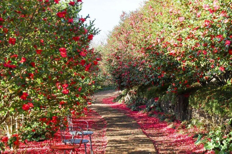 Jeju: South & West Coast Highlights Small Group Day Tour