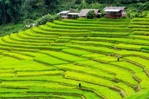 Chiang Mai: Doi Inthanon Park, Watervallen en Hilltribe Tour