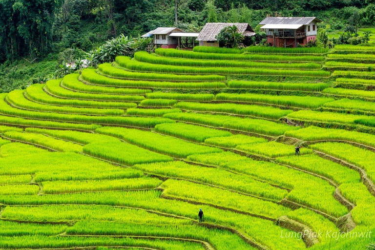 Chiang Mai: Doi Inthanon Park, Watervallen en Hilltribe Tour