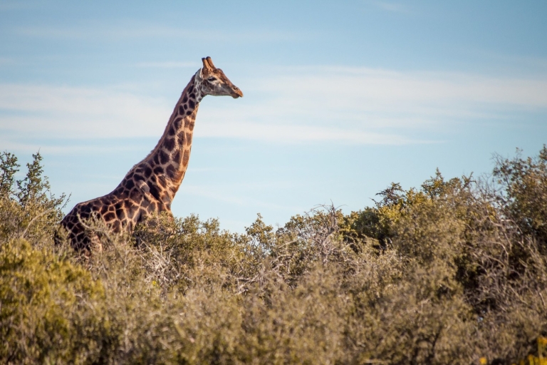 Depuis Le Cap : 2 jours de safari dans la nature sud-africaineForfait confort