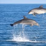 Olbia: tour in barca con avvistamento dei delfini e snorkeling a Figarolo
