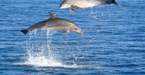 Olbia: Dolphin Watching Boat Tour & Snorkeling Figarolo
