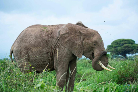 Nairobi: Amboseli National Park Day Trip with Masai Village